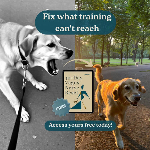 FREE 30-Day Vagus Nerve Reset